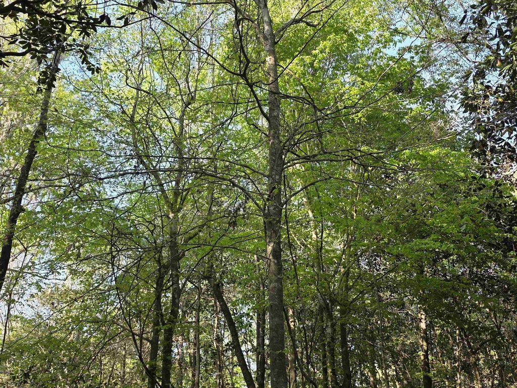 Photo of Williams Landing Road #Lots 25,26,27,28,29, Tallahassee, FL 32310 (MLS # 392385)