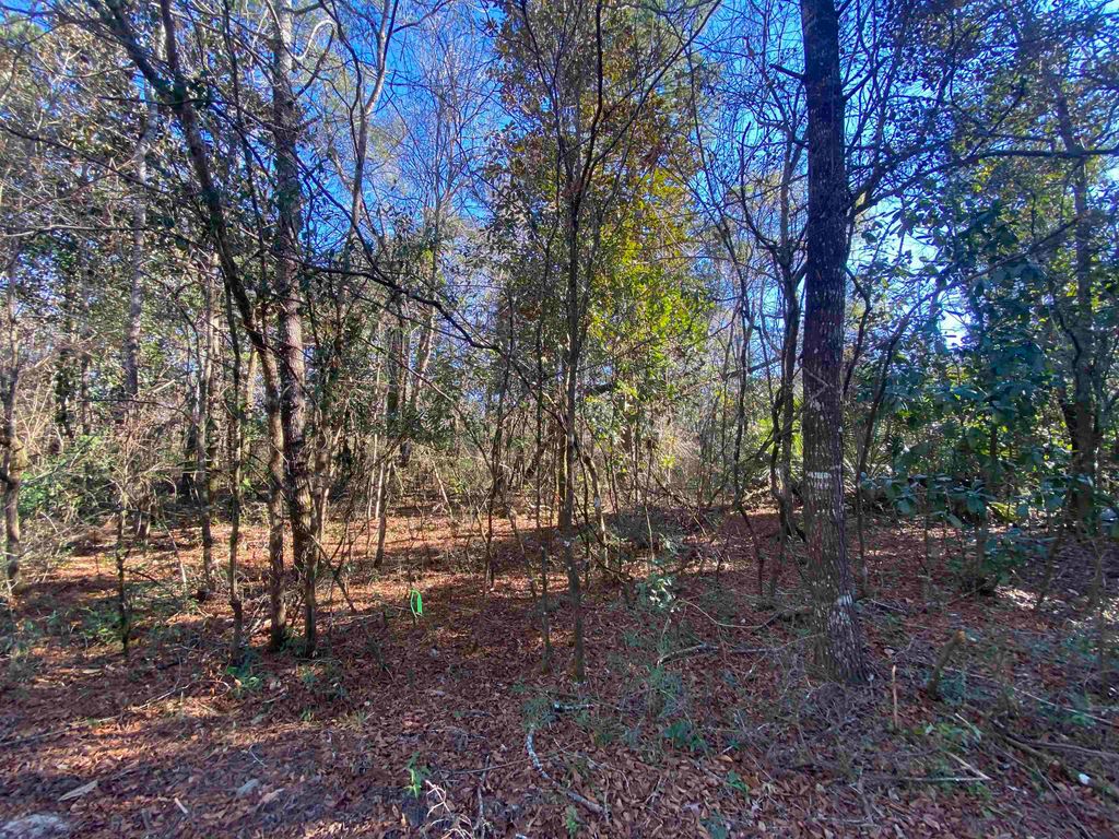Photo of xxx J K Moore Road, Crawfordville, FL 32327 (MLS # 384998)