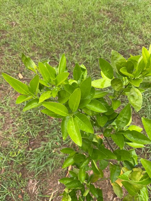 Tiny photo for 521 NE Cherry Lake Circle, Madison, FL 32340 (MLS # 399434)