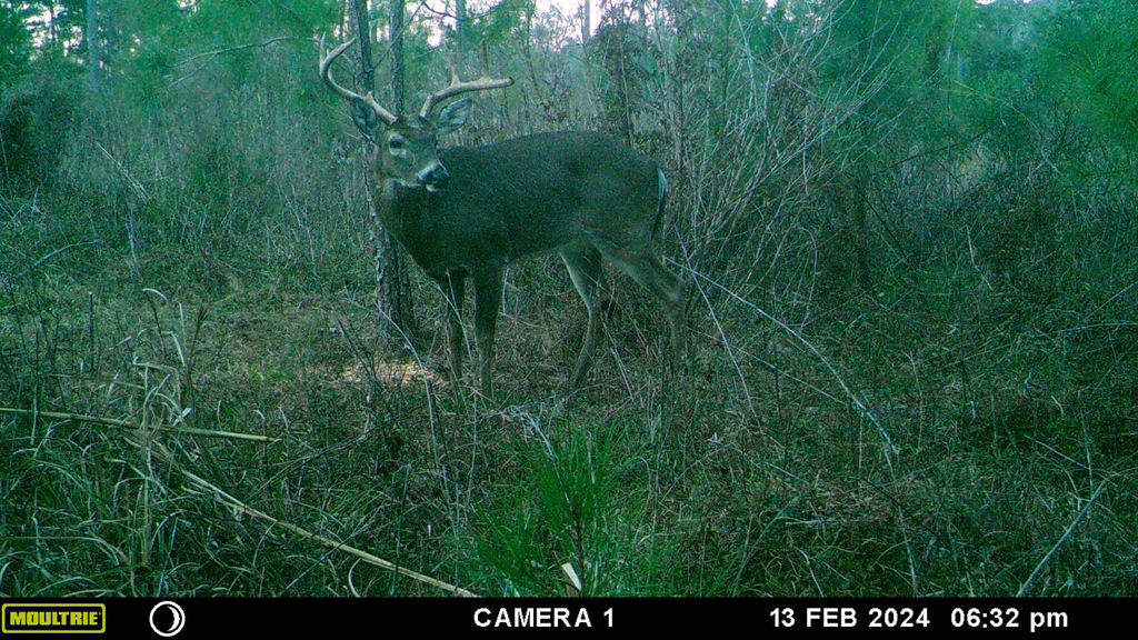 Photo of xxxx Lot 1 Solomon Dairy Road, Quincy, FL 32351 (MLS # 393284)