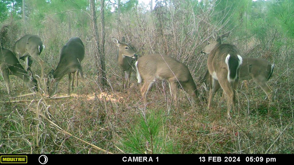 Photo of xxxx Lot 1 Solomon Dairy Road, Quincy, FL 32351 (MLS # 393284)