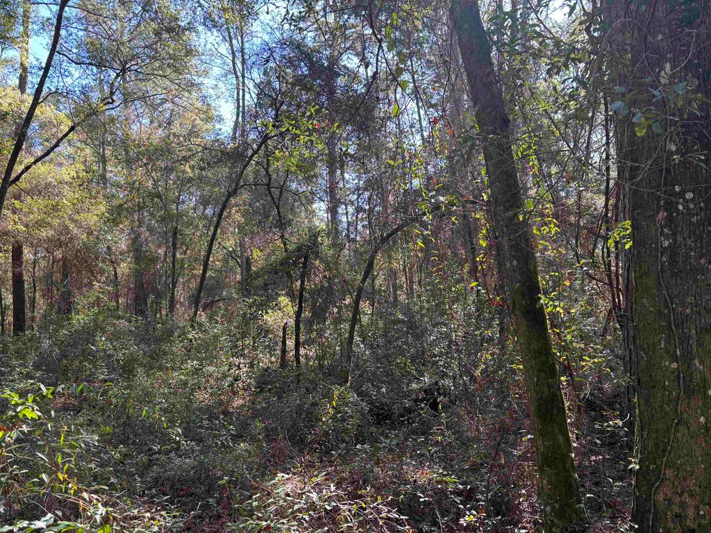 Photo of James Duhard Way, Tallahassee, FL 32308 (MLS # 394555)