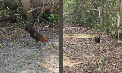 Tiny photo for 1764 Dice Road, Perry, FL 32348 (MLS # 397840)