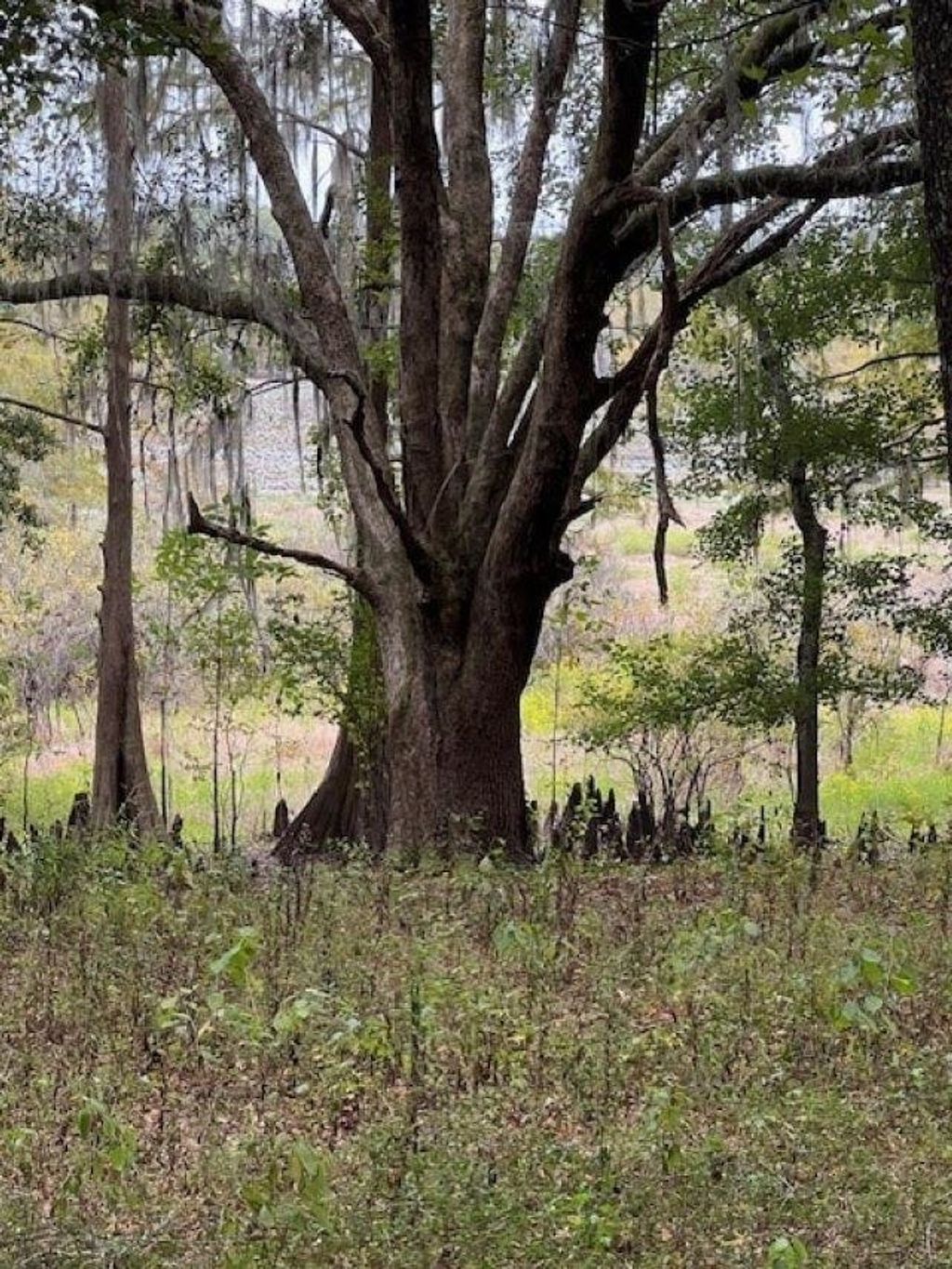 Photo of Hiamonee Drive, Tallahassee, FL 32312 (MLS # 392090)