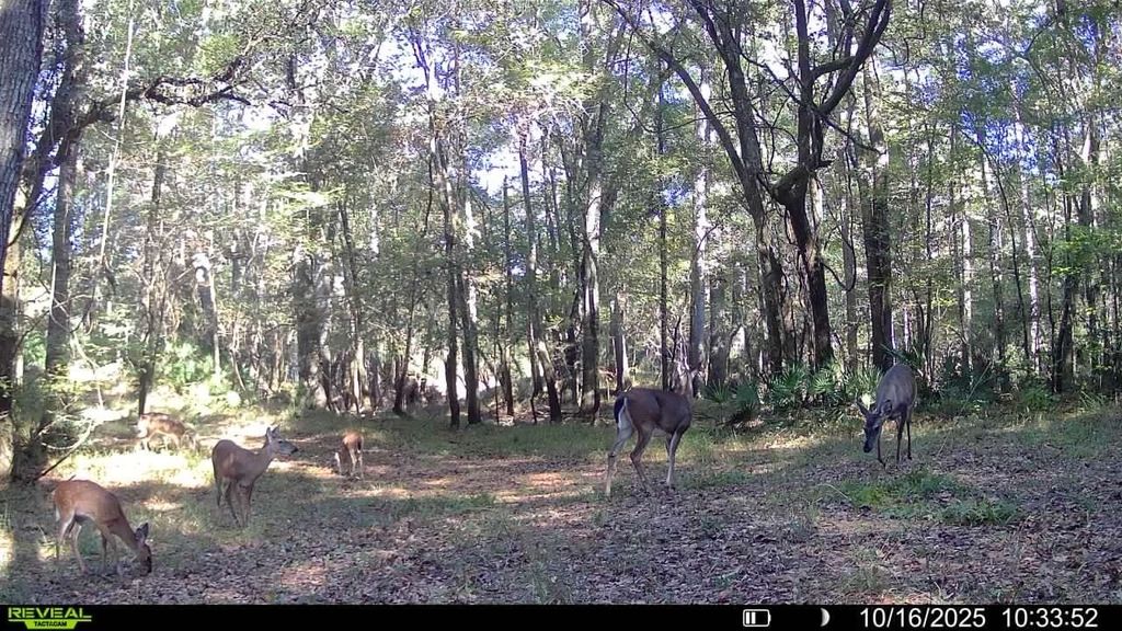 Photo of XXXX FAIRBANKS FERRY Road, Tallahassee, FL 32312 (MLS # 400400)