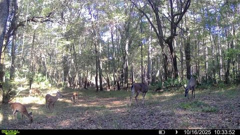 Tiny photo for XXXX FAIRBANKS FERRY Road, Tallahassee, FL 32312 (MLS # 400400)