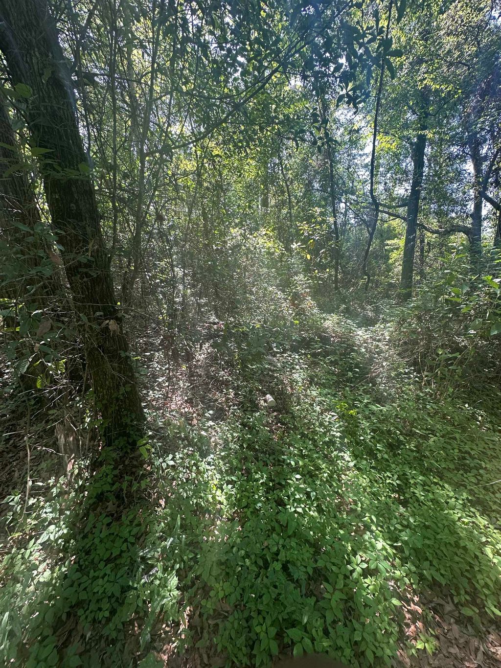 Photo of XX GOLDWIRE Road, Quincy, FL 32351 (MLS # 399915)