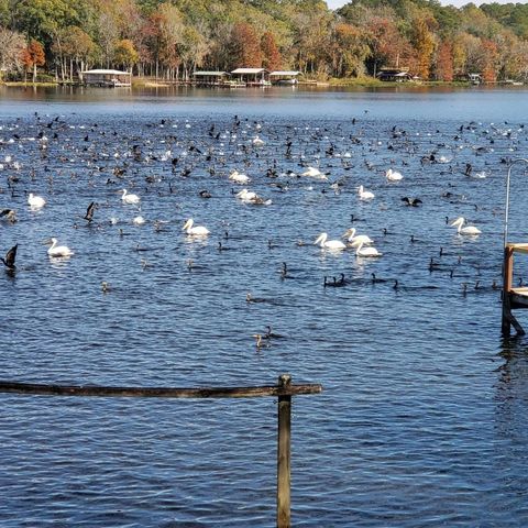 Tiny photo for 24272 Lanier Street, Tallahassee, FL 32310 (MLS # 393336)