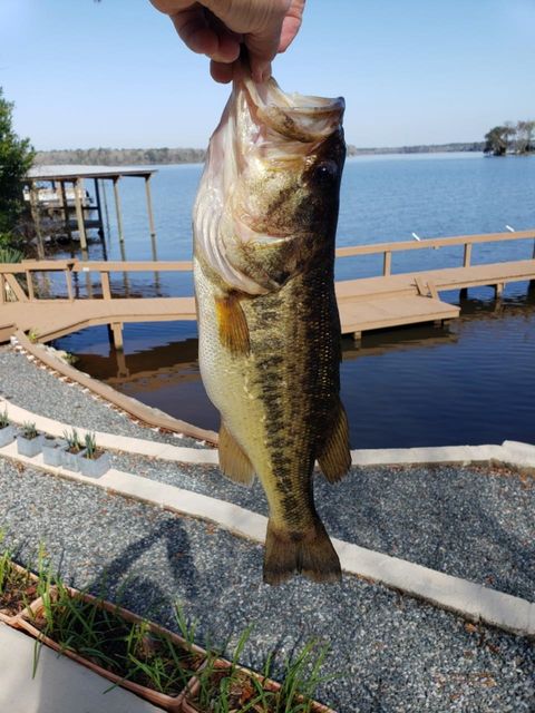 Tiny photo for 24272 Lanier Street, Tallahassee, FL 32310 (MLS # 393336)