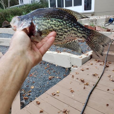 Tiny photo for 24272 Lanier Street, Tallahassee, FL 32310 (MLS # 393336)