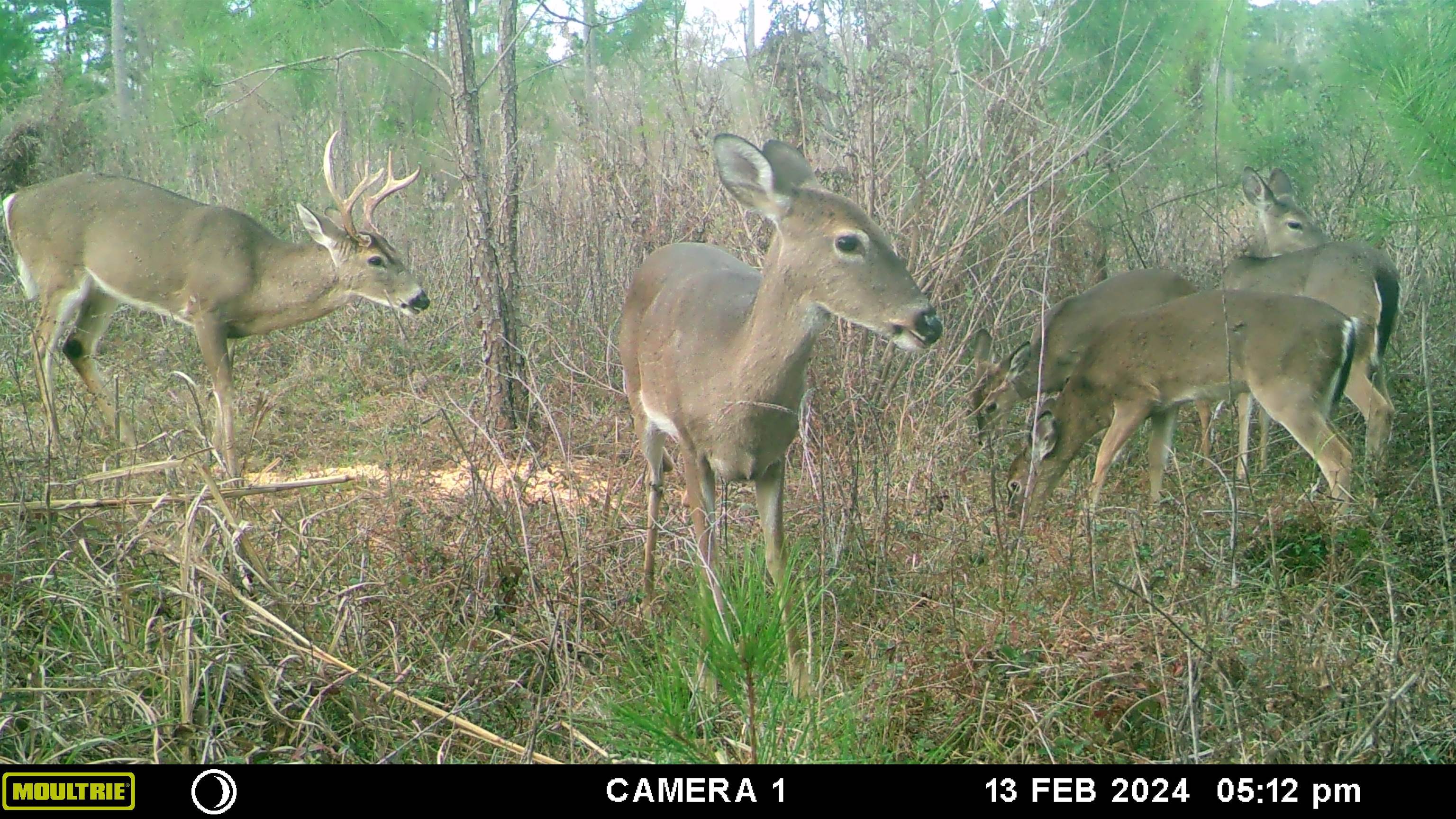 xxxx Lot 2 Solomon Dairy Road