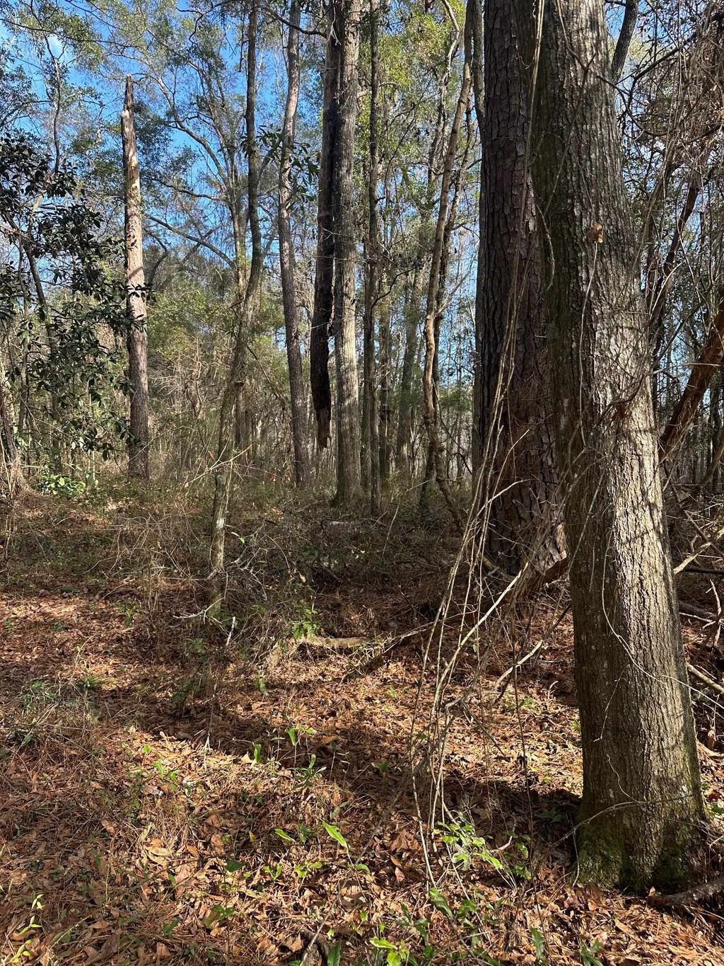 Photo of 0 Veterans Memorial Highway, Tallahassee, FL 32309 (MLS # 394992)