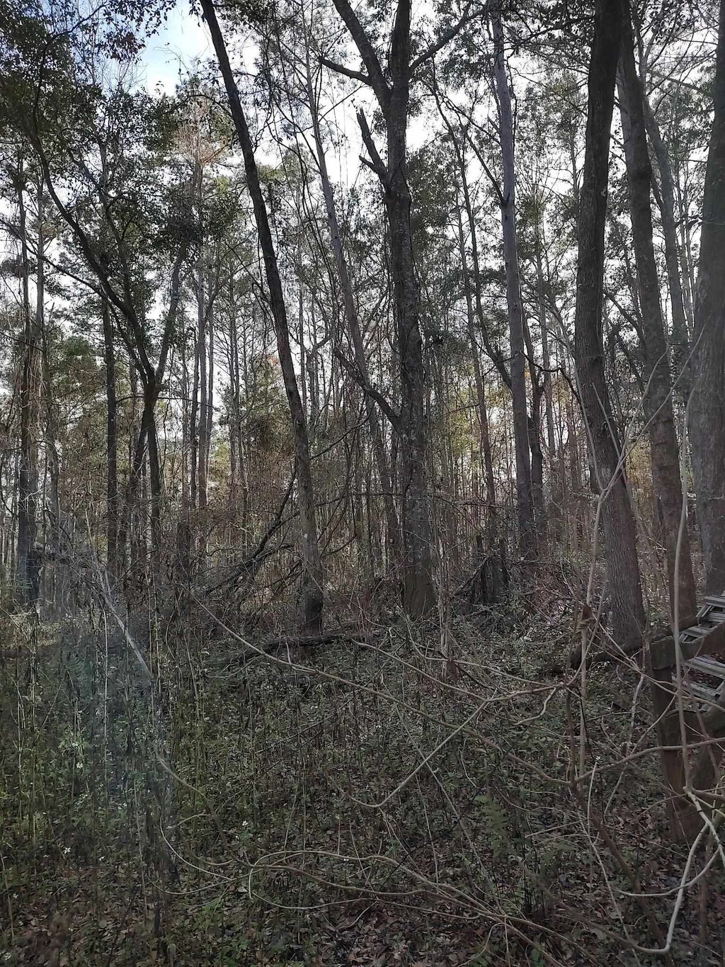 Photo of 0 Megans Lane #Unplatted land, Tallahassee, FL 32309 (MLS # 395394)