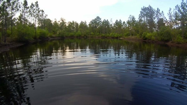152 SAM MARKS RD, CRAWFORDVILLE, FL 32327 - Image f3efa4d5799a4e73c07efdc67db71b53/3950711233