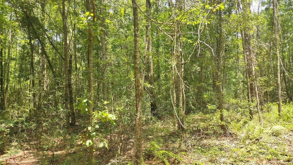 Photo of 0 Cox Road, Monticello, FL 32344 (MLS # 392538)