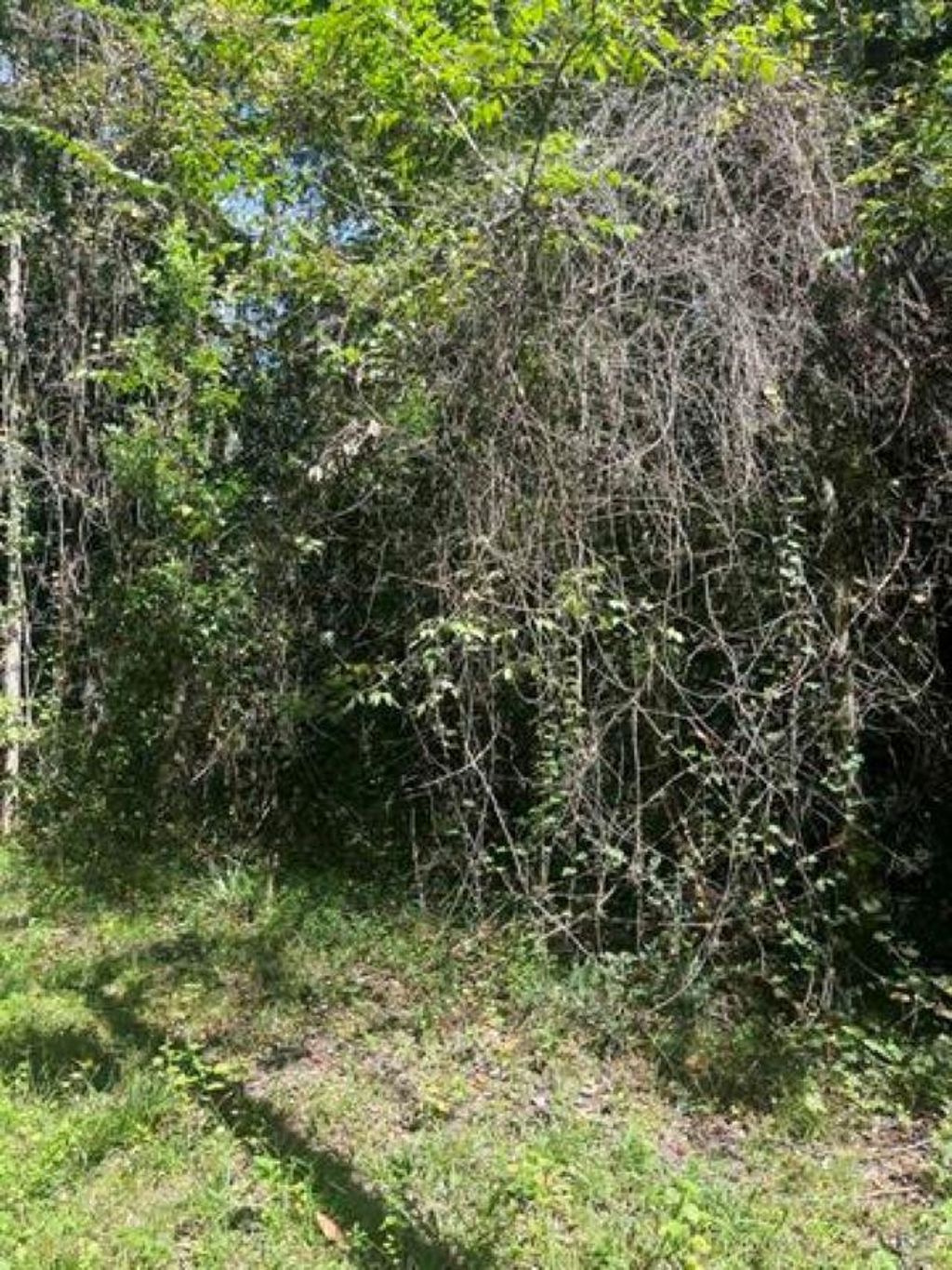 Photo of Yupon Drive, Crawfordville, FL 32327 (MLS # 401743)