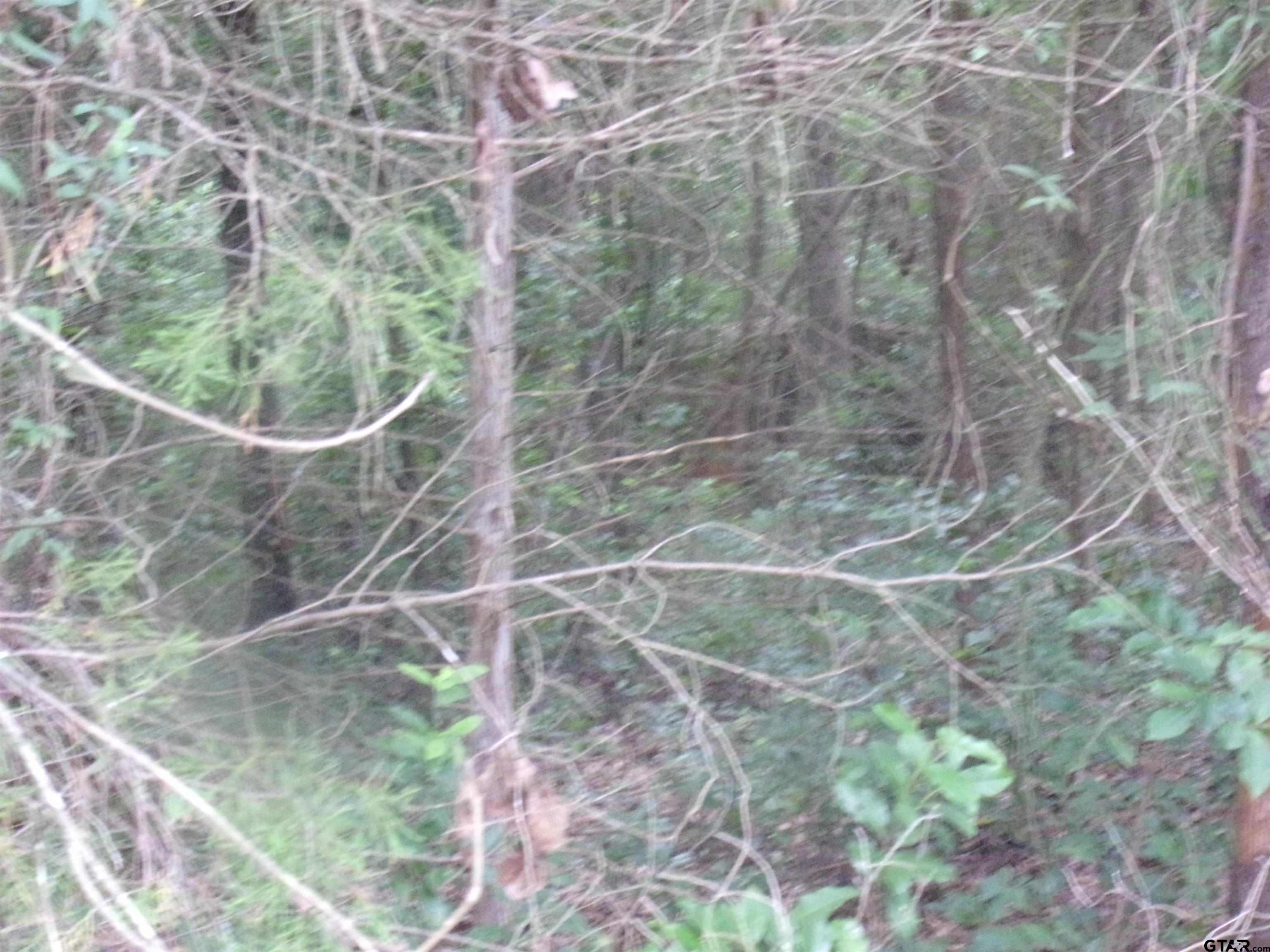 tbd Holly Glen