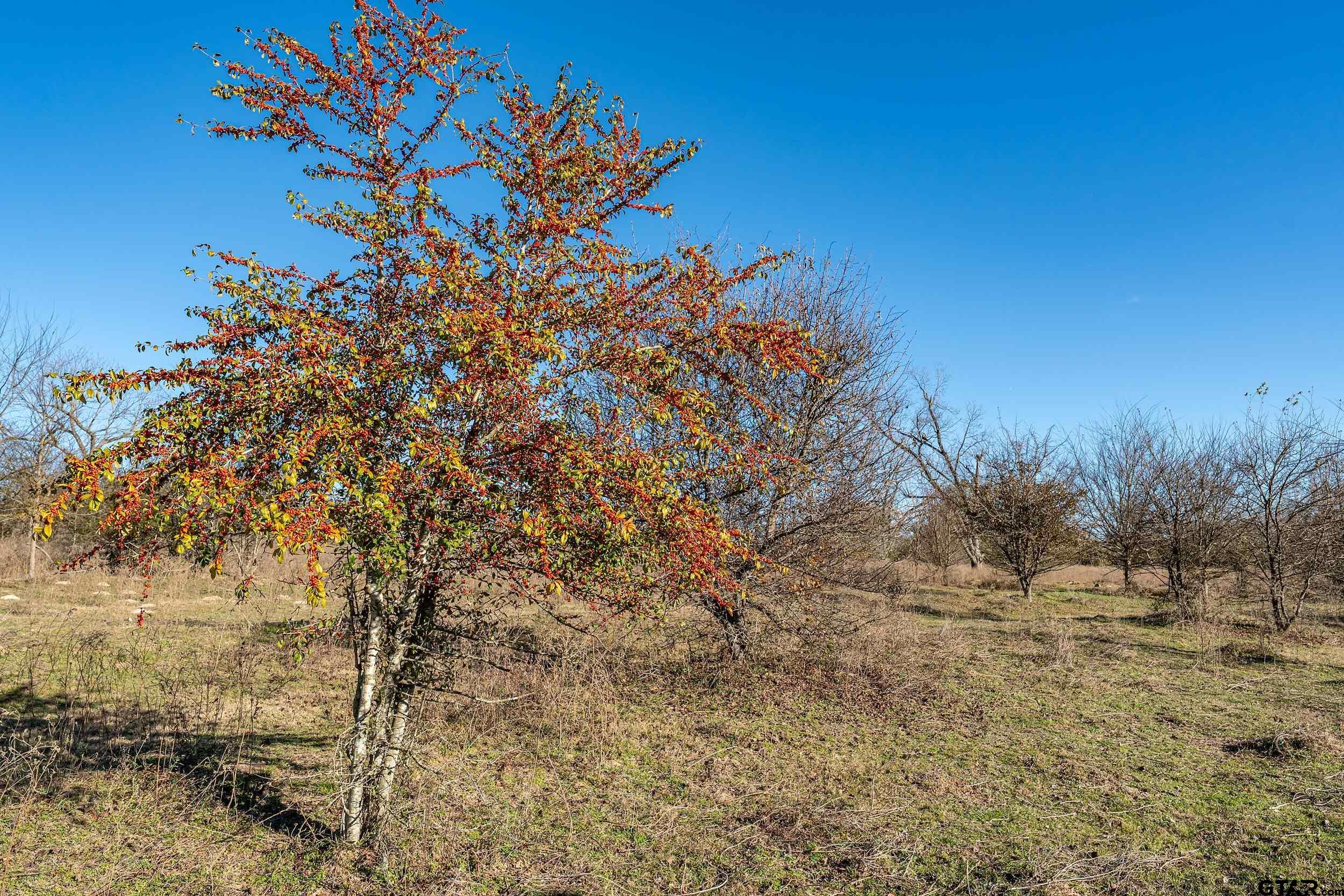 14461 County Road 46 (Lot 2)