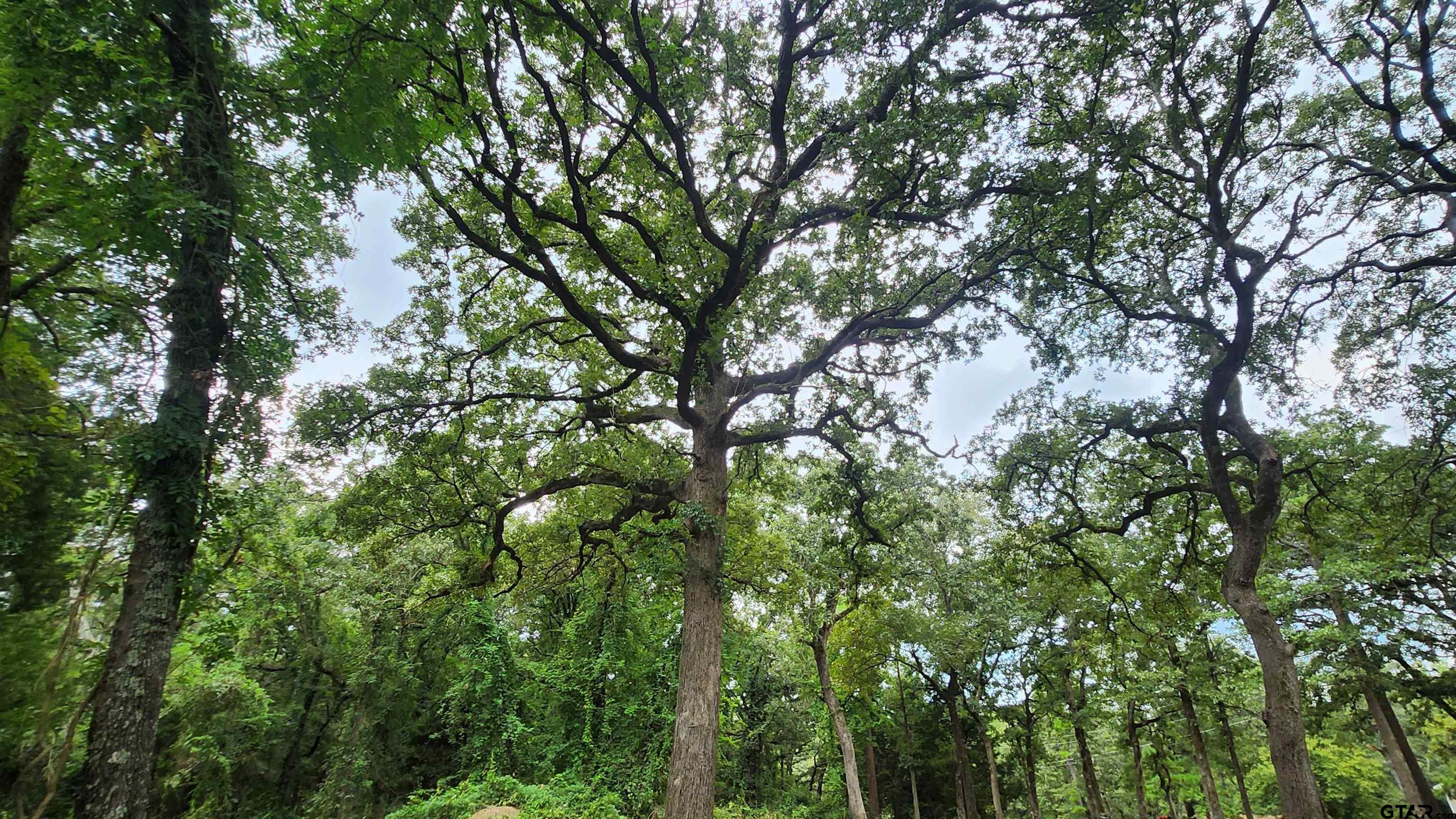 Lots 4,5,6 Holly Glen