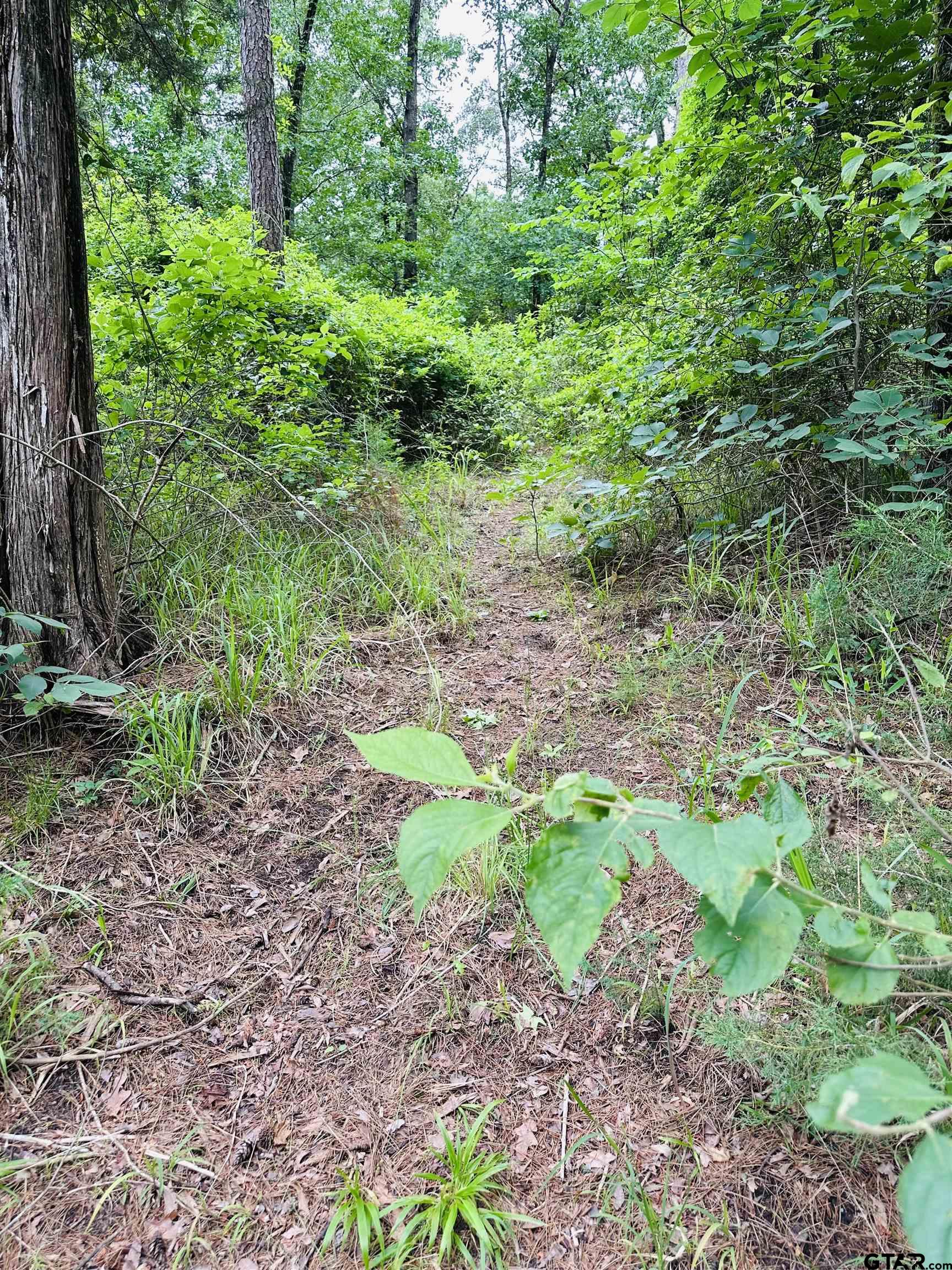 TBD 5 Ac County Road 4590