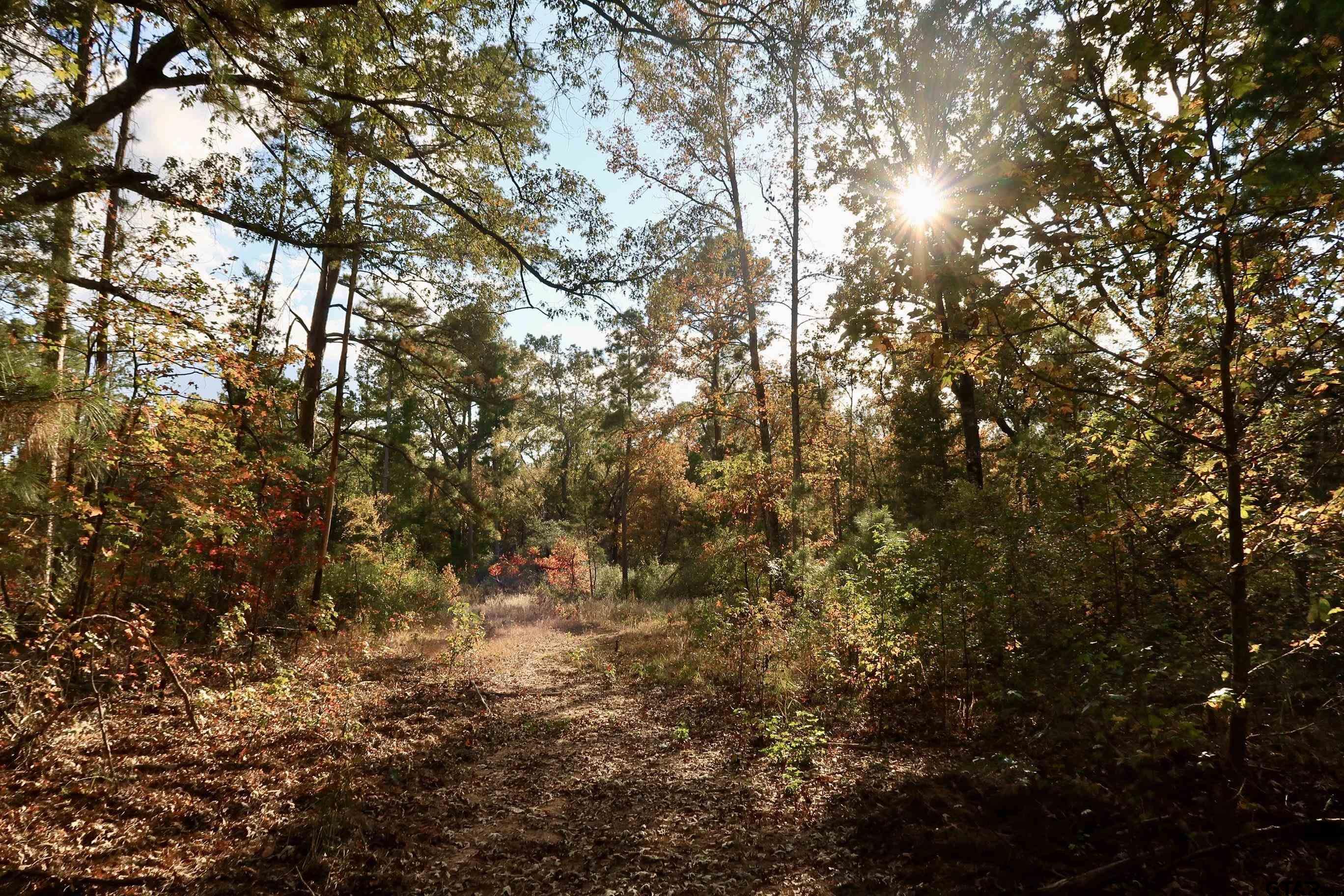 603 County Road 3953