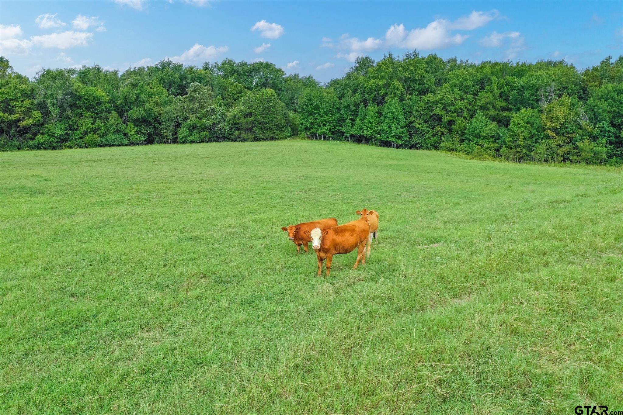 51.00 (+/-) Acres Fm 773