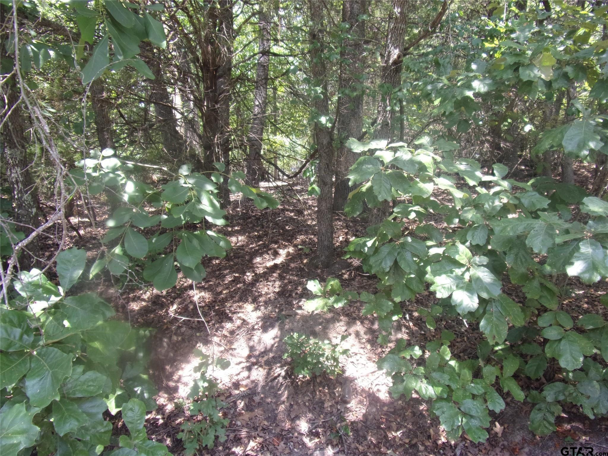 0000 Wildwood