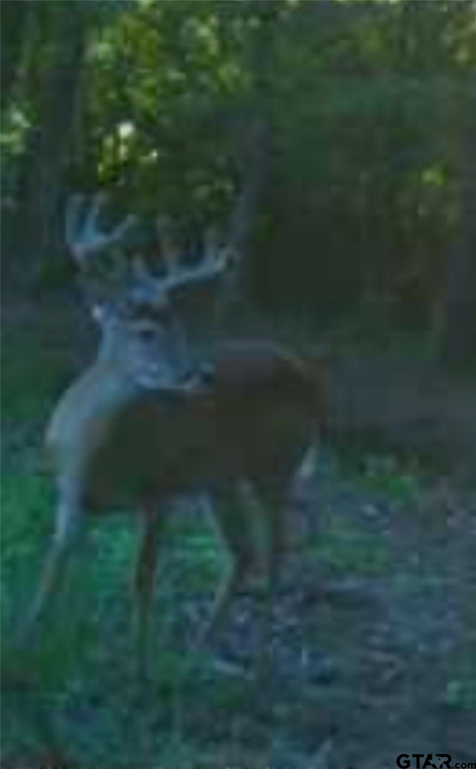 61.32 Acres County Road 3417