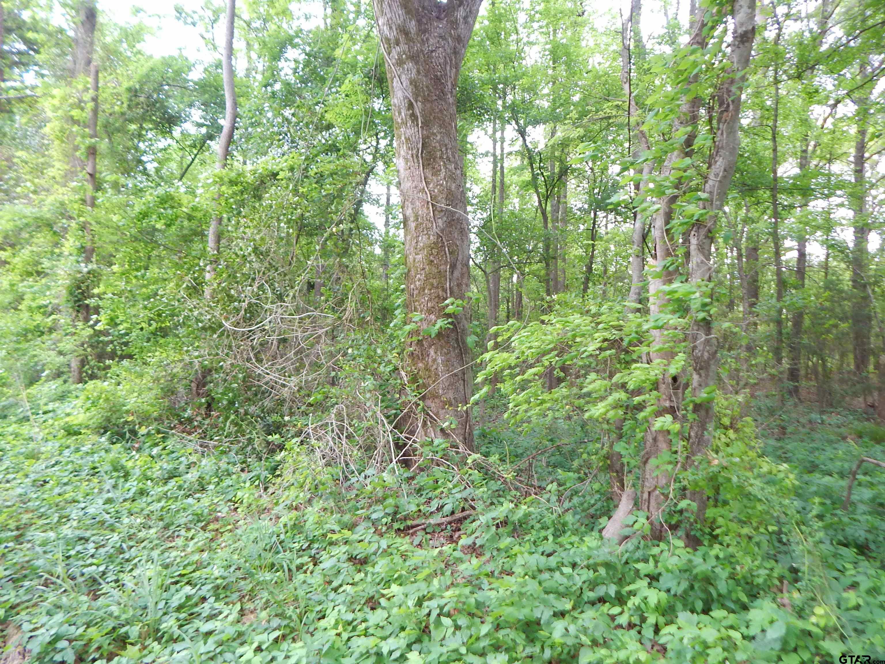 TBD 3.07 ACRE WOODCHUCK RD