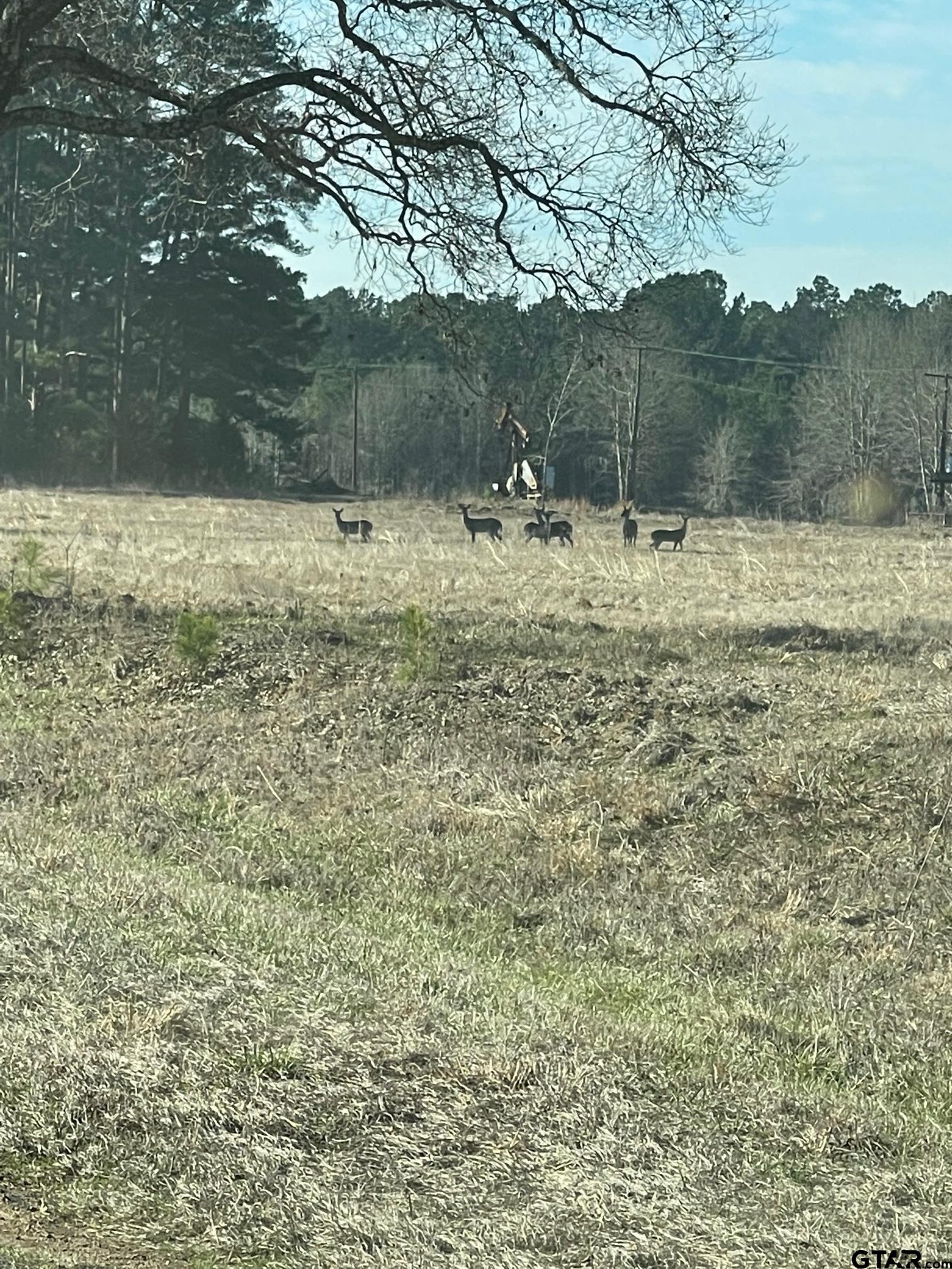 455 Acres off Watson Rd