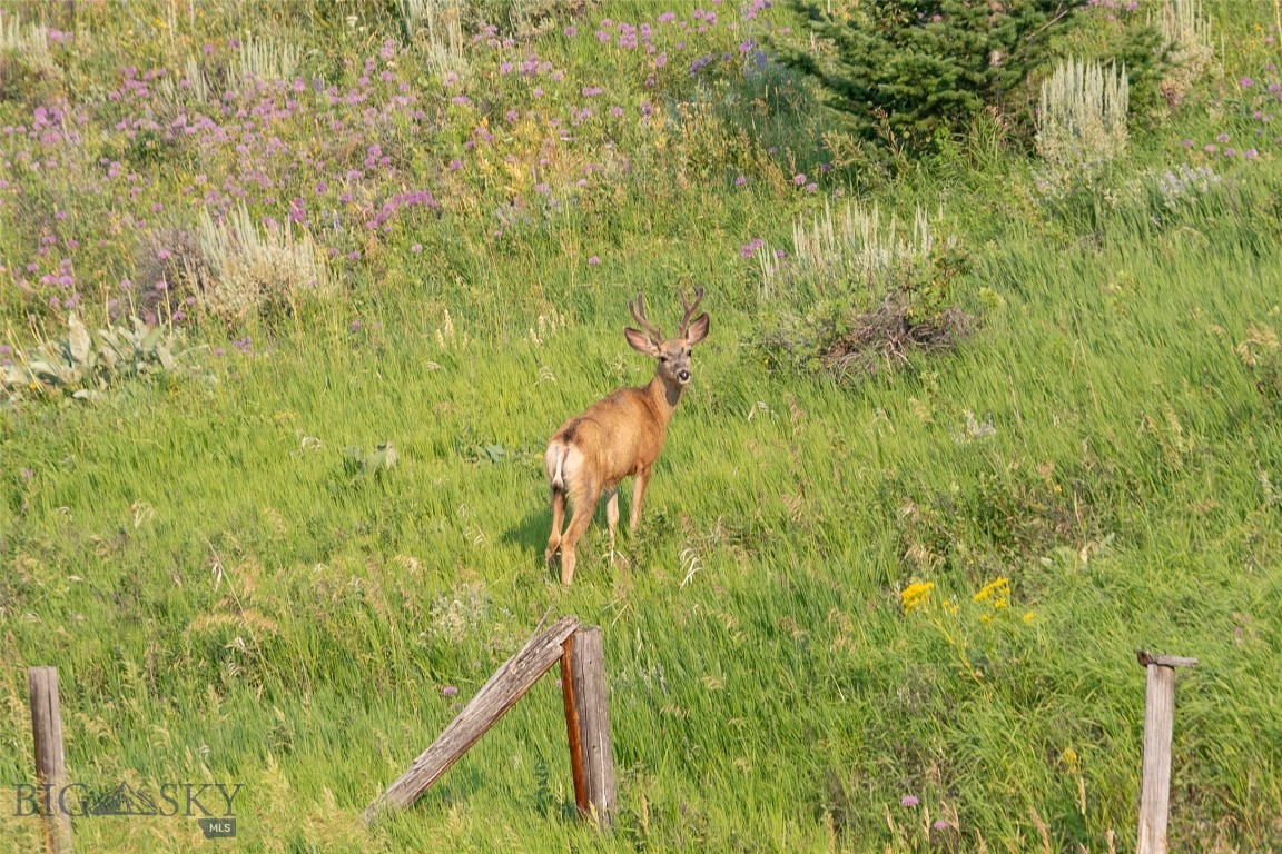 Battle Ridge Ranch - Land