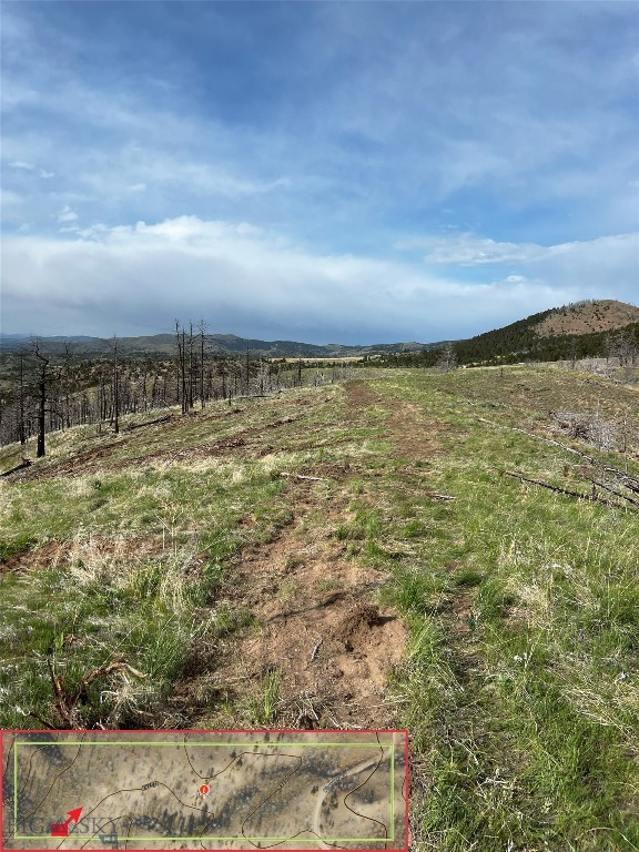 Ponderosa Pines - Land