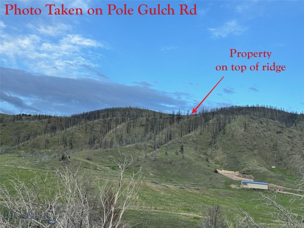 Ponderosa Pines - Land