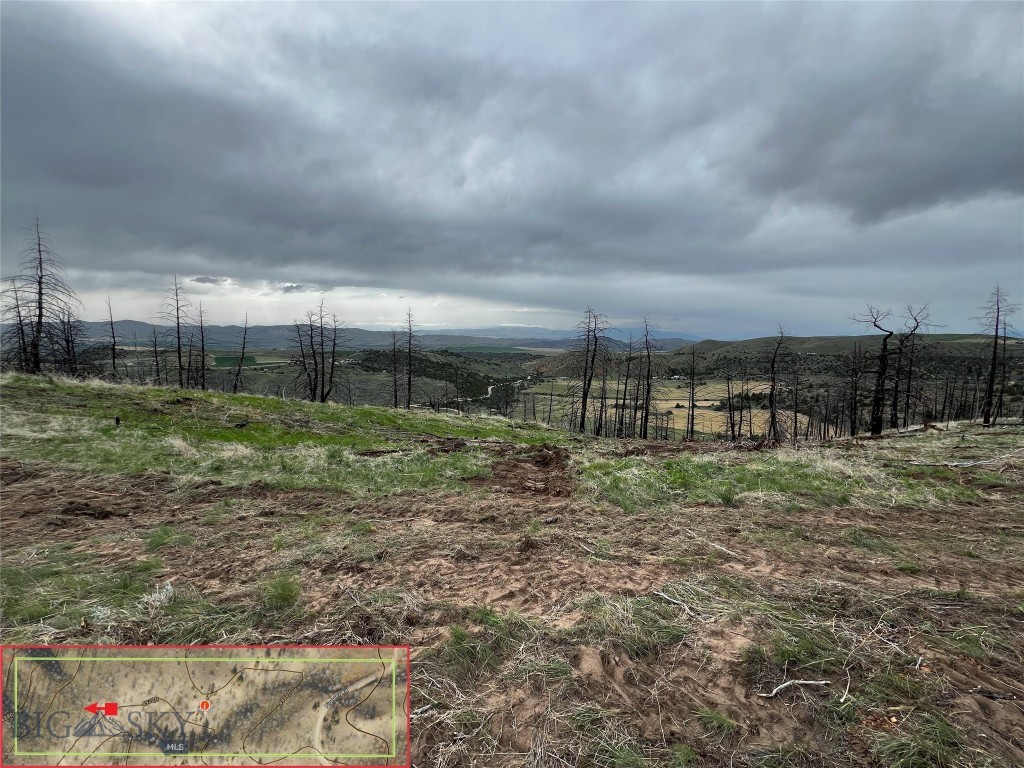 Ponderosa Pines - Land