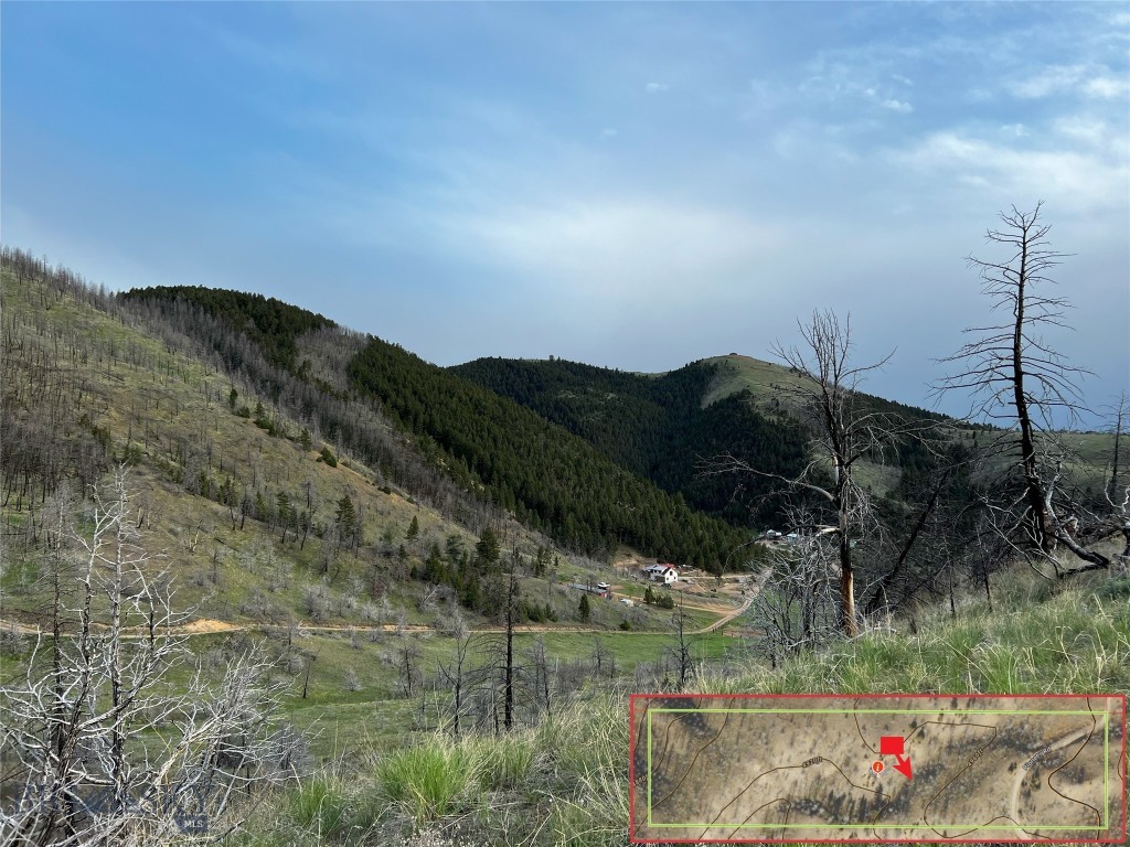 Ponderosa Pines - Land