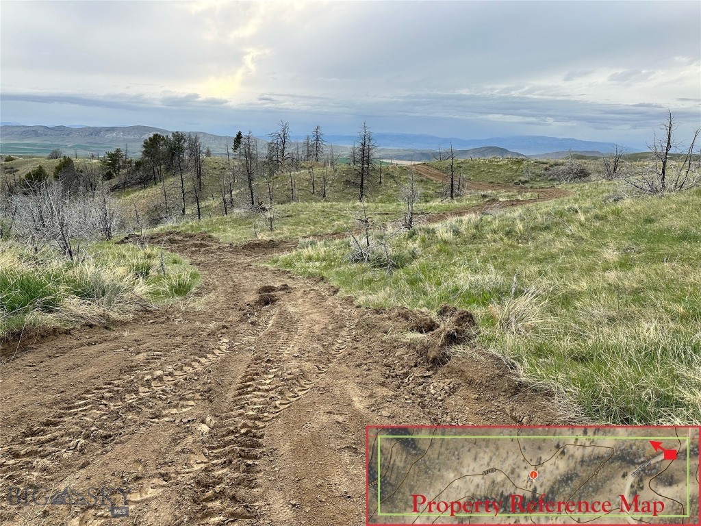 Ponderosa Pines - Land