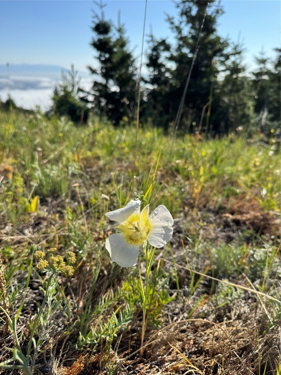 Yellowstone Basin Properties - Land