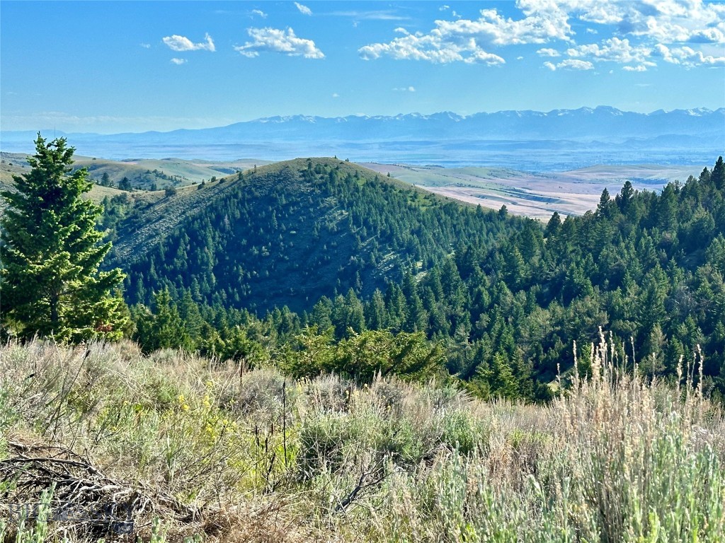 Ponderosa Pines - Land