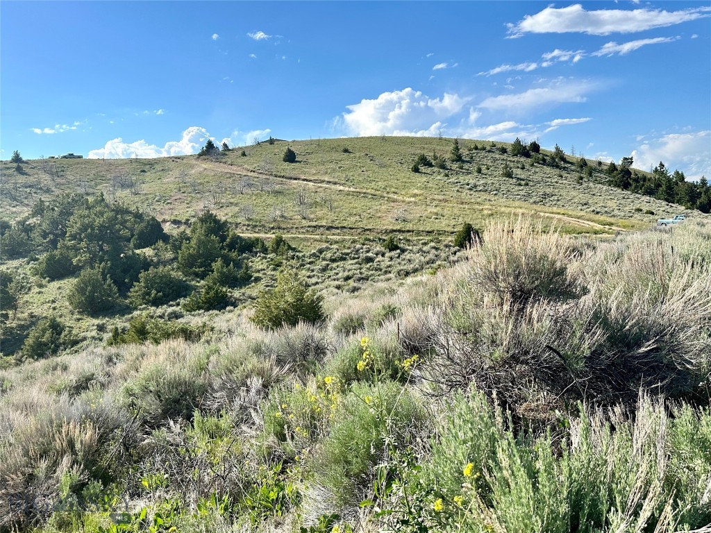 Ponderosa Pines - Land