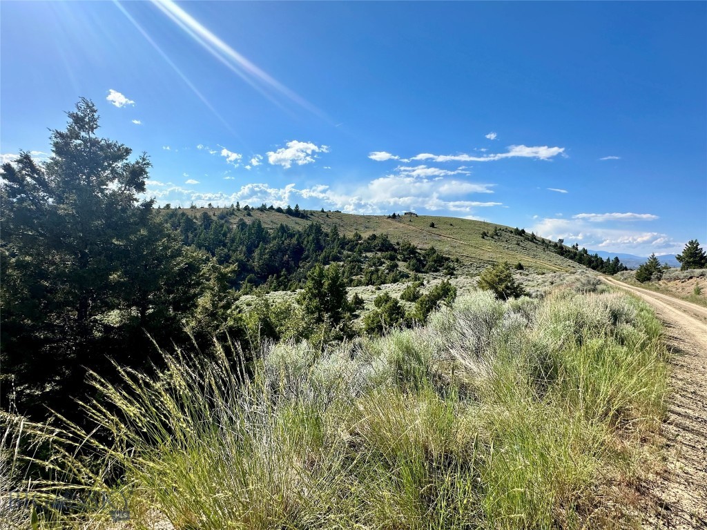 Ponderosa Pines - Land