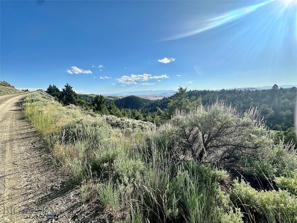 Ponderosa Pines - Land