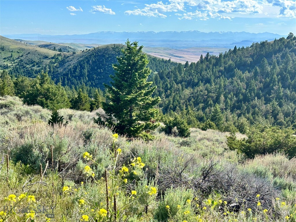 Ponderosa Pines - Land