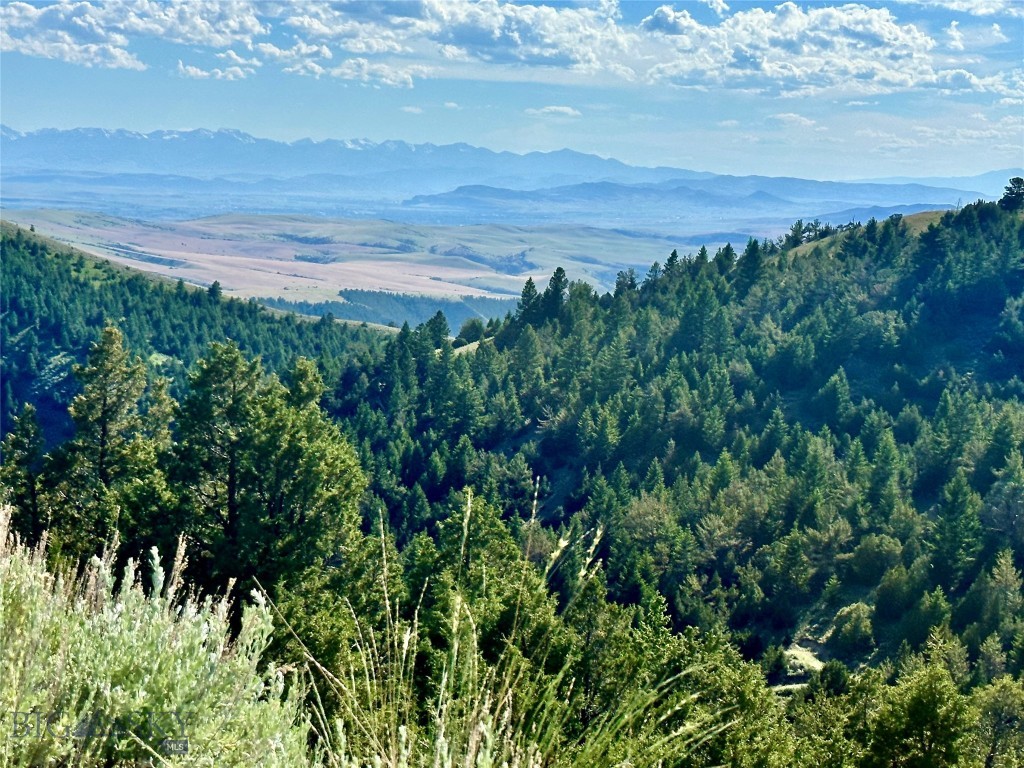 Ponderosa Pines - Land