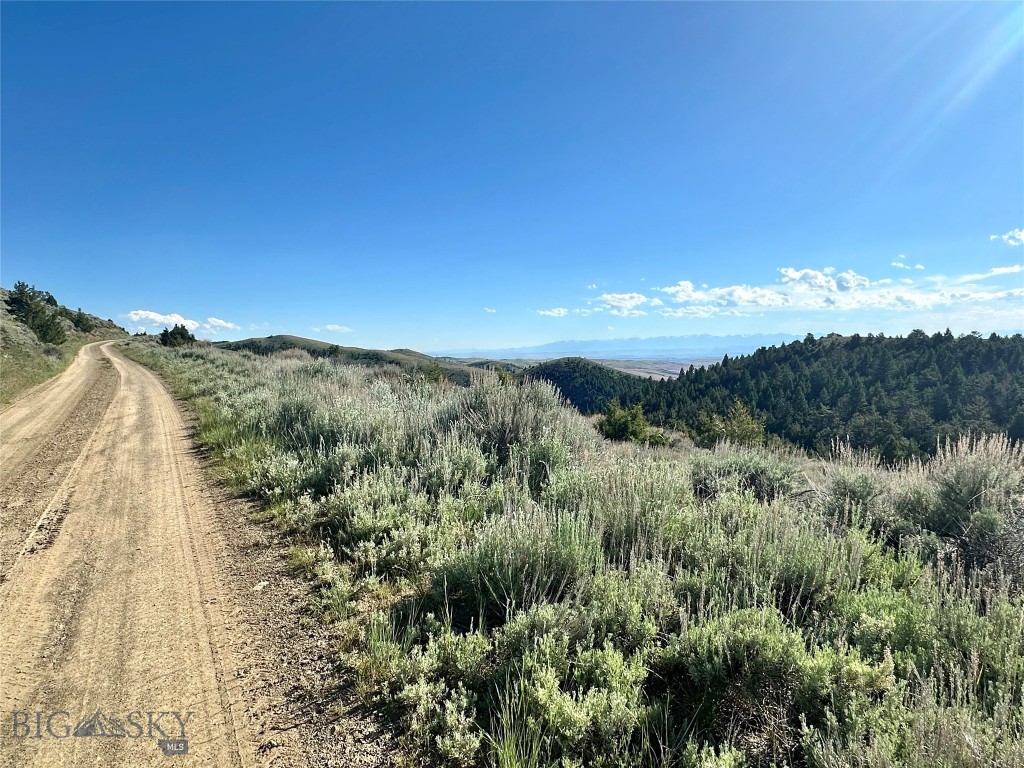 Ponderosa Pines - Land