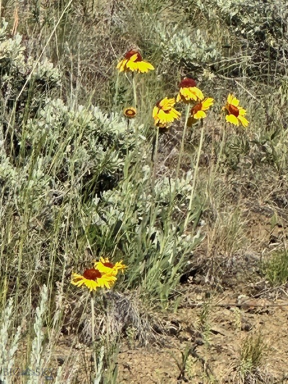 Ponderosa Pines - Land