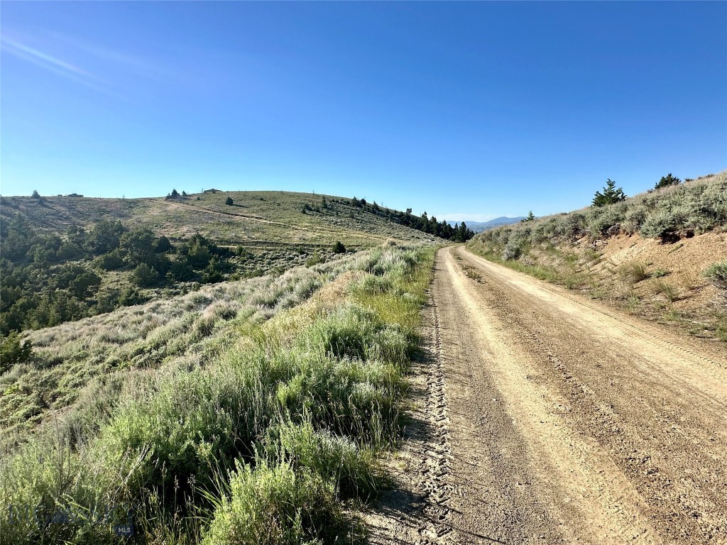 Ponderosa Pines - Land
