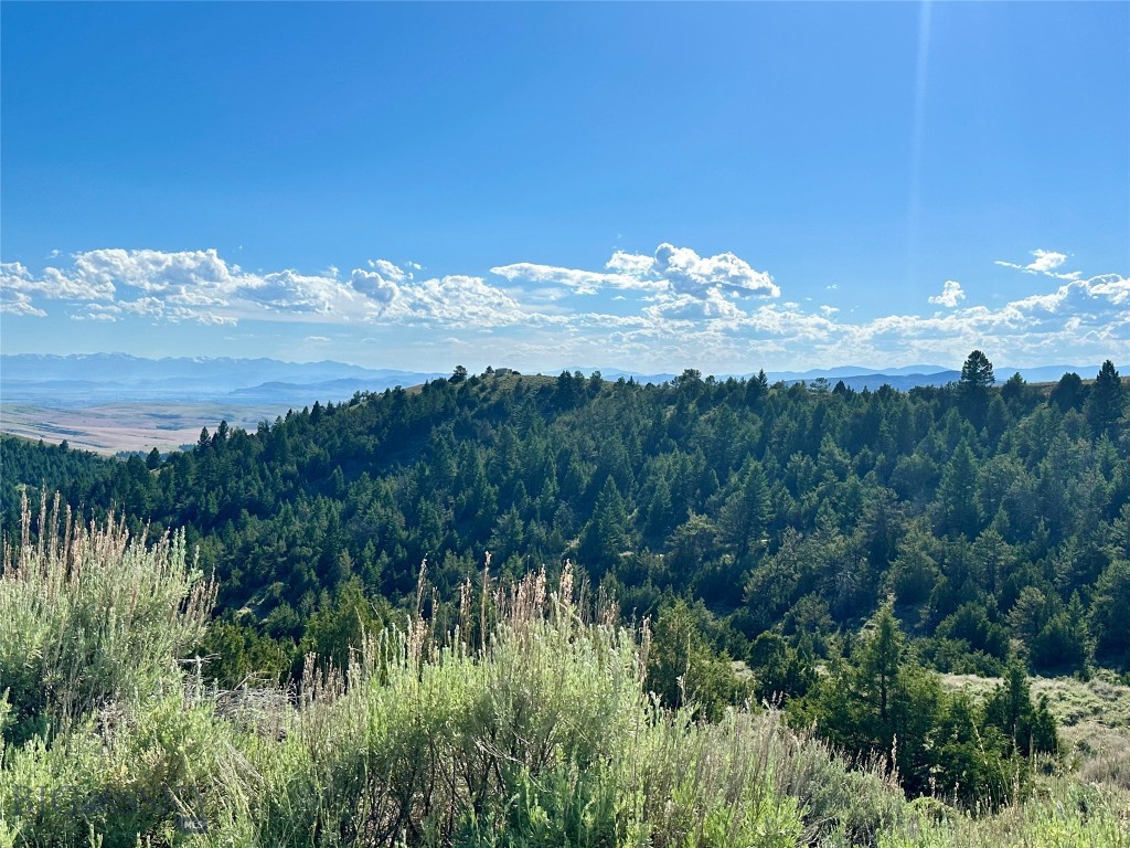 Ponderosa Pines - Land