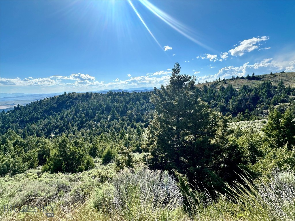 Ponderosa Pines - Land