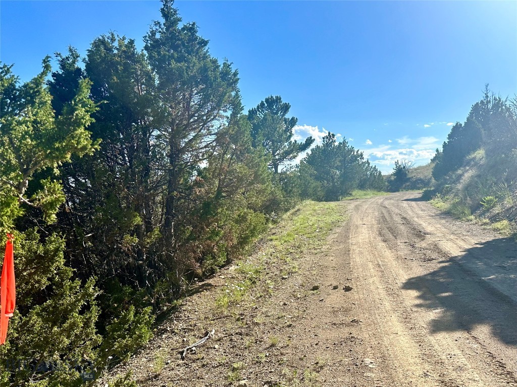 Ponderosa Pines - Land