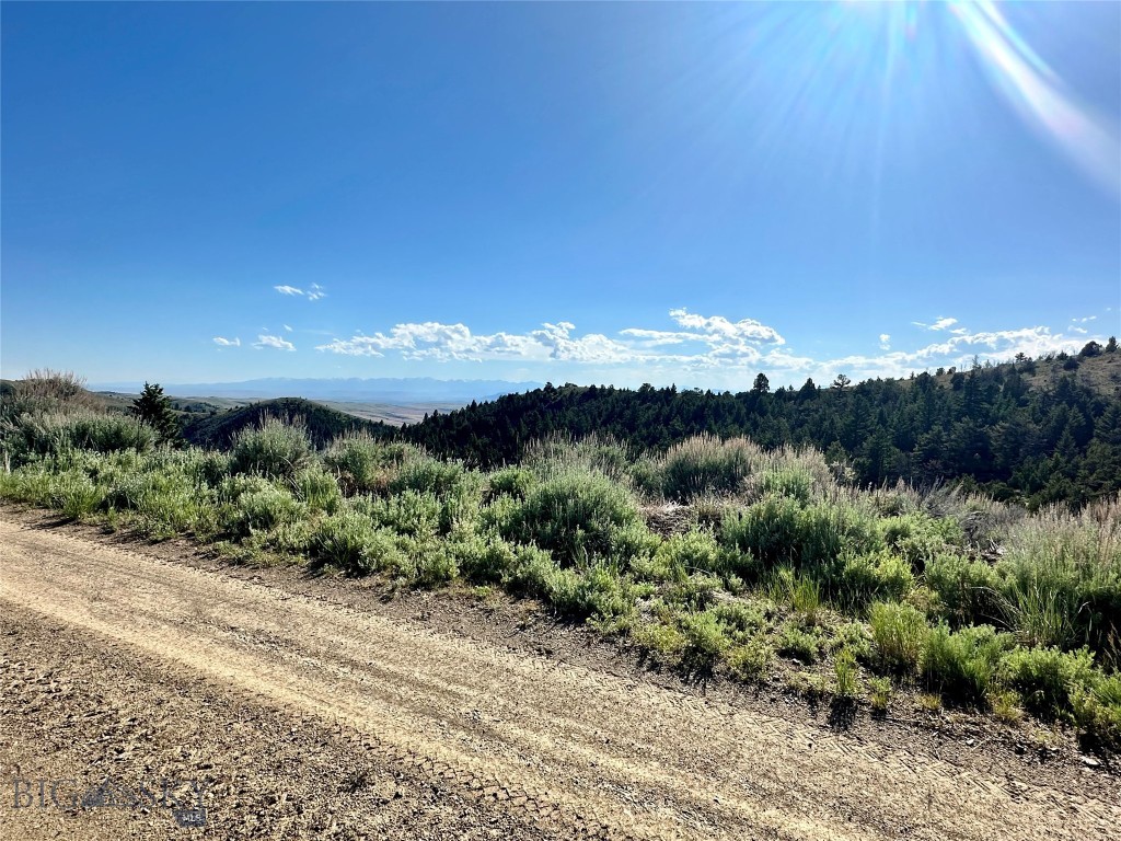 Ponderosa Pines - Land